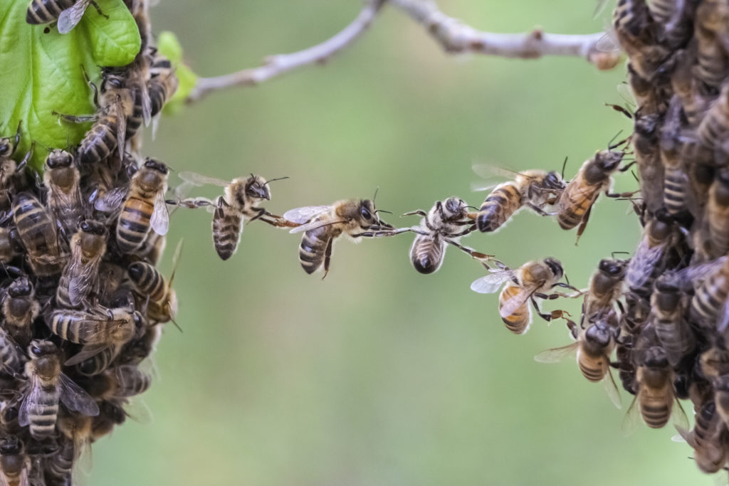 bees building a bridge to cross a gap