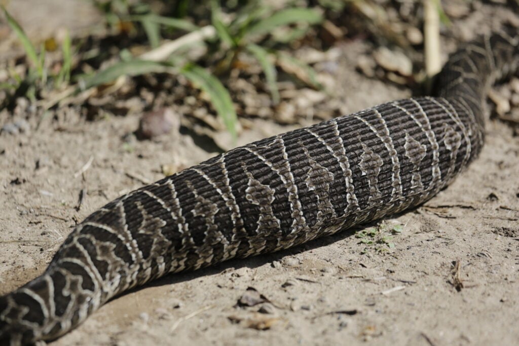 snake digesting a large meal