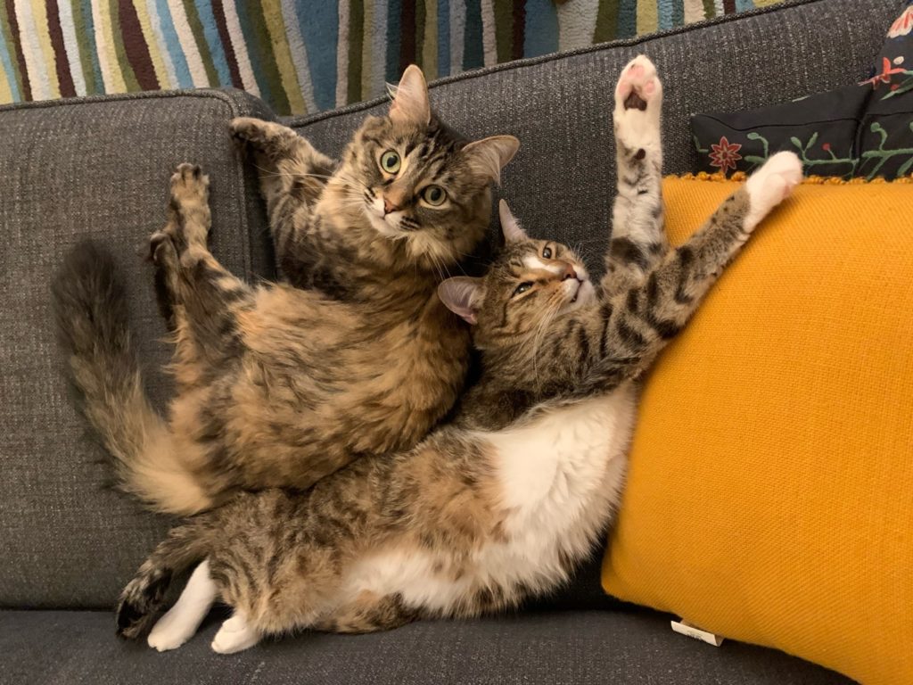 Two adorable housecats stretch out on a couch