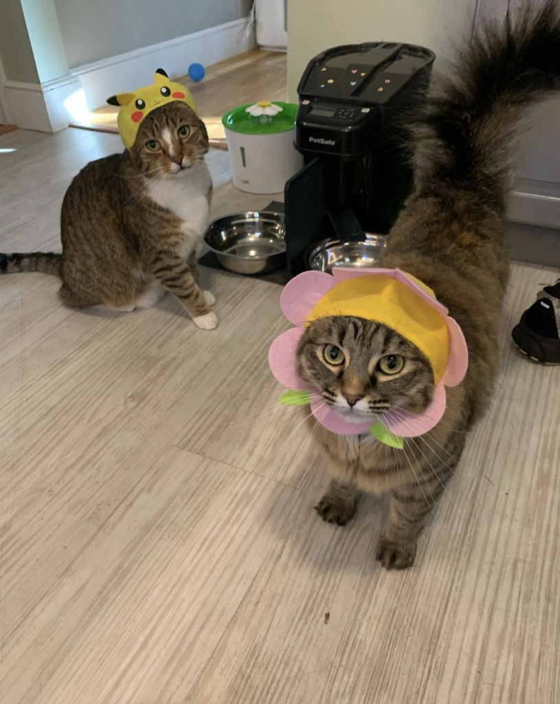 Two cats, one in a Pikachu hat, the other in a flower hat