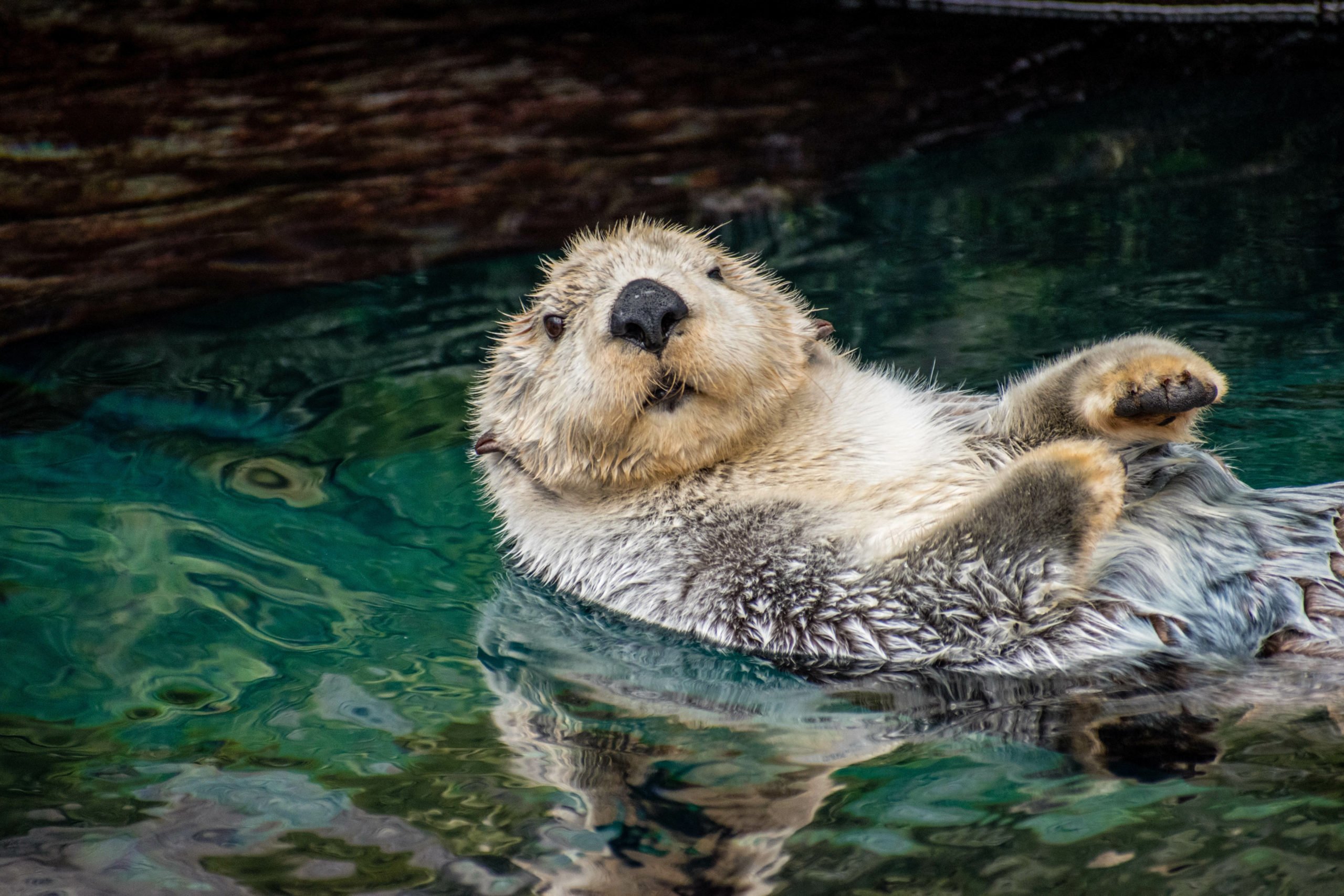 sea otter floating in water