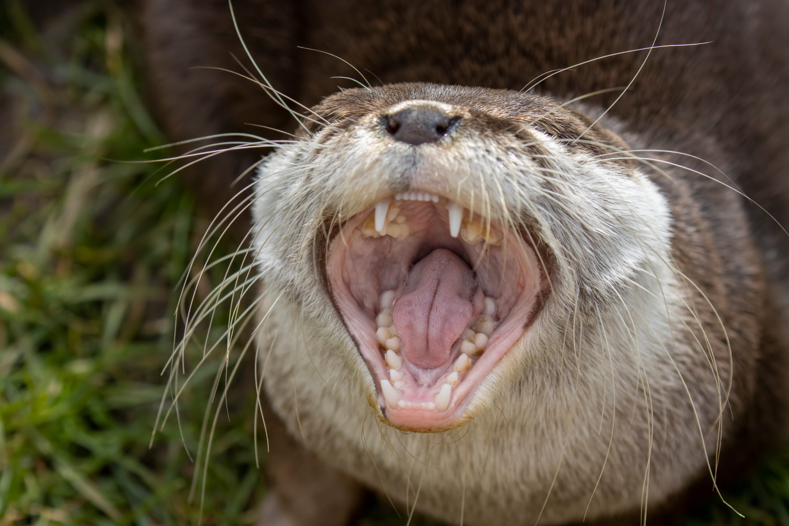 yawning sea otter with big teeth